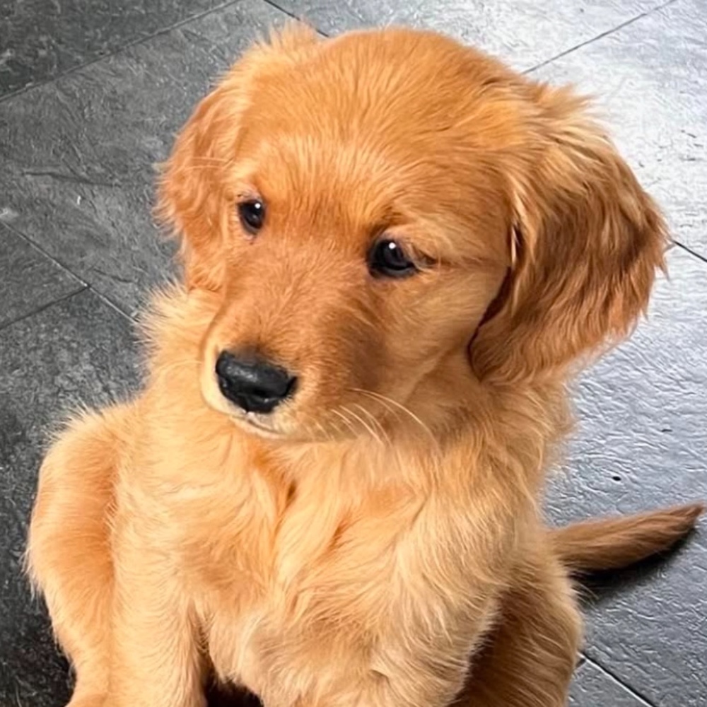 Meet your Posher, Sammi